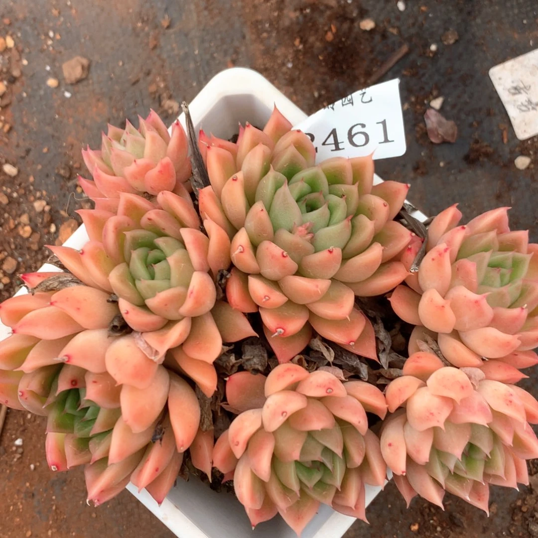 2461杂交多肉植物