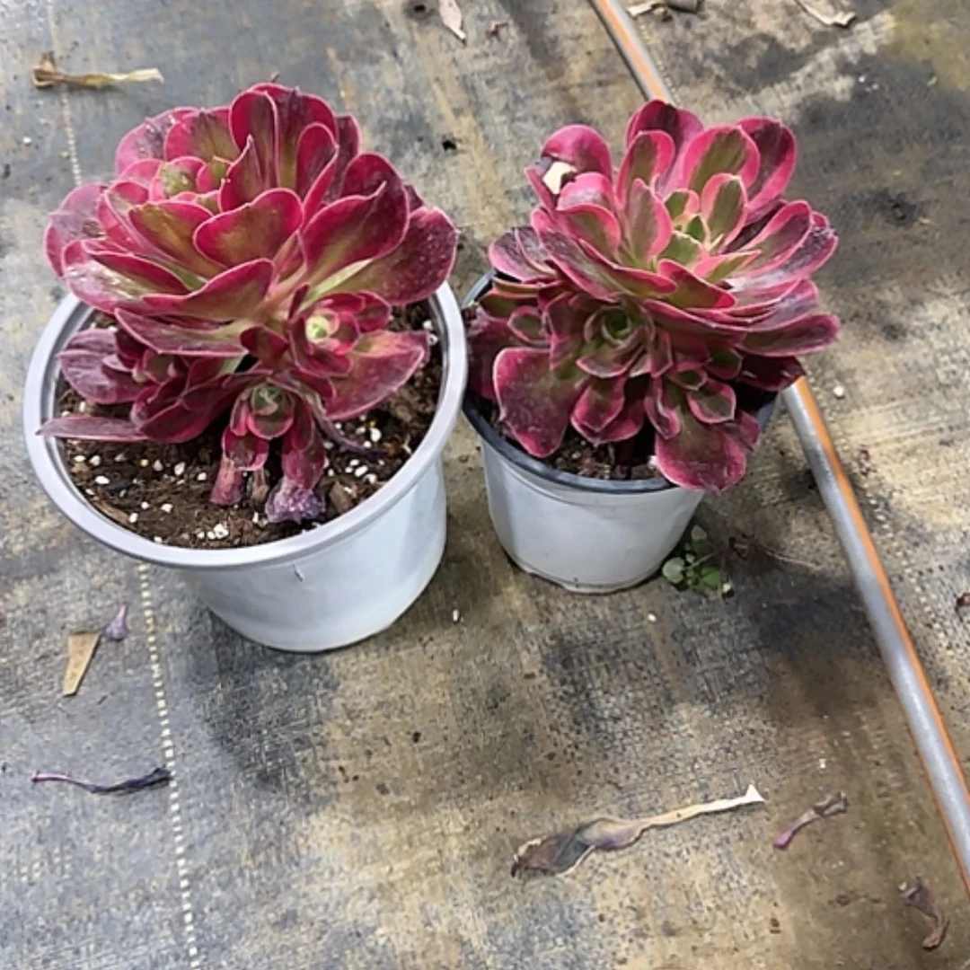 【闪购商品】5**8法师多肉