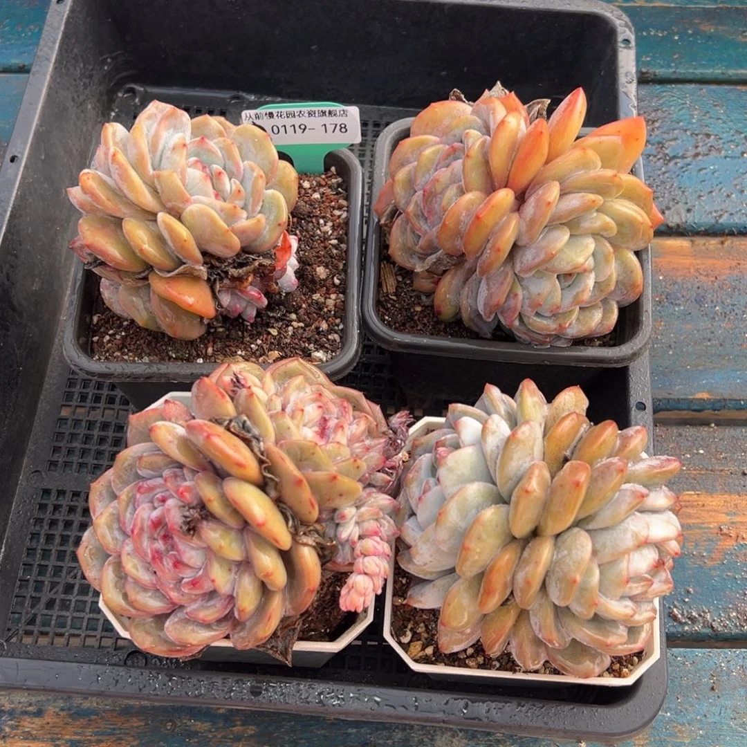 从前慢多肉精选编号0119.178