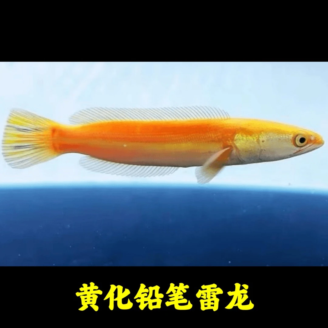 黄化铅笔雷龙大铅笔变异小盾鳢多曼鱼大型热带观赏鱼皮实好养耐活