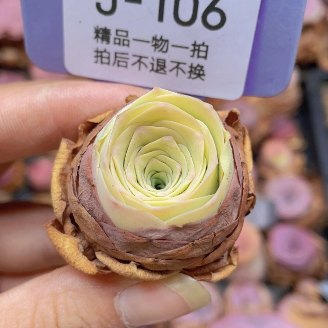 美***夕山地玫瑰J106满38包邮裸根发货