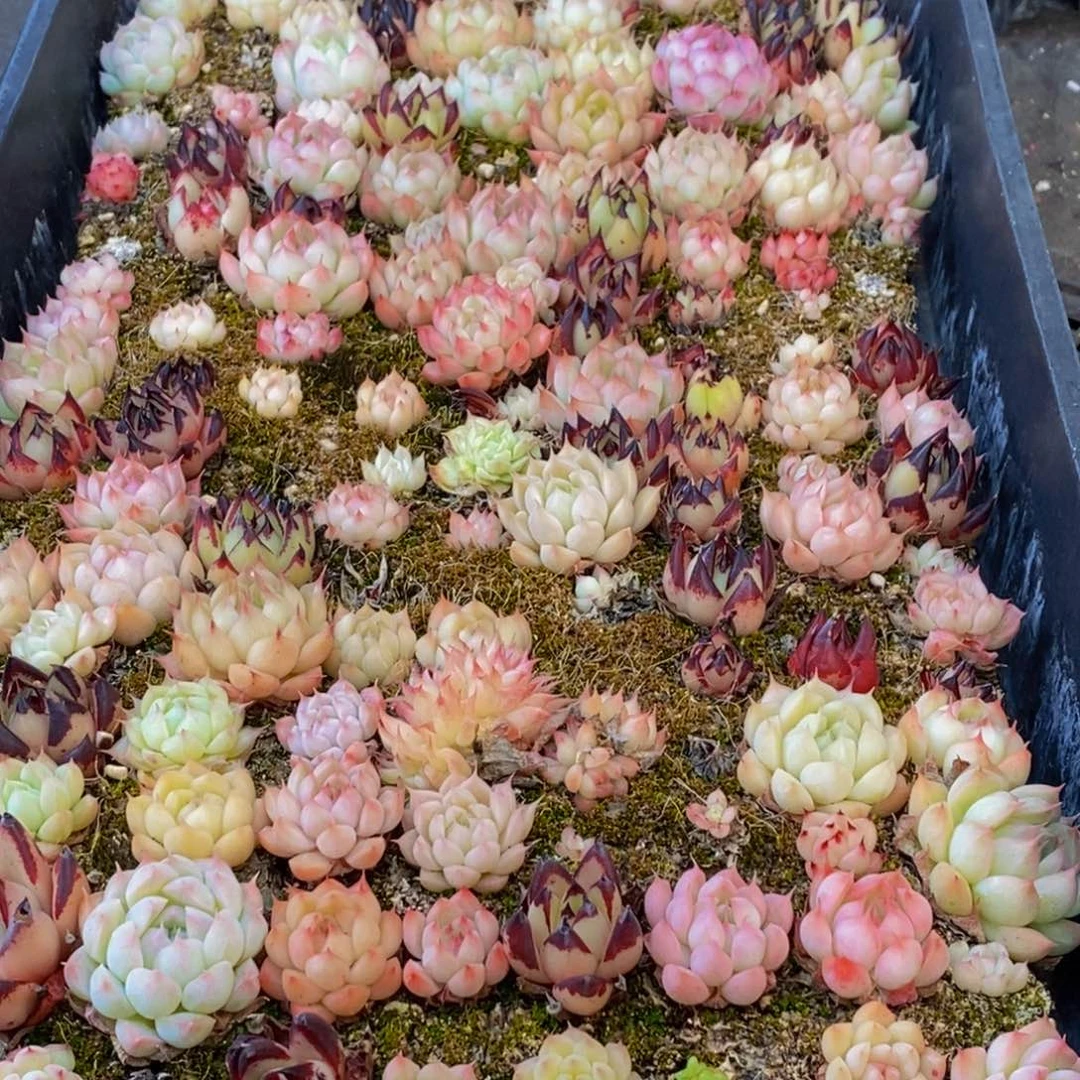 139多肉植物保护研究所所长助理研究员