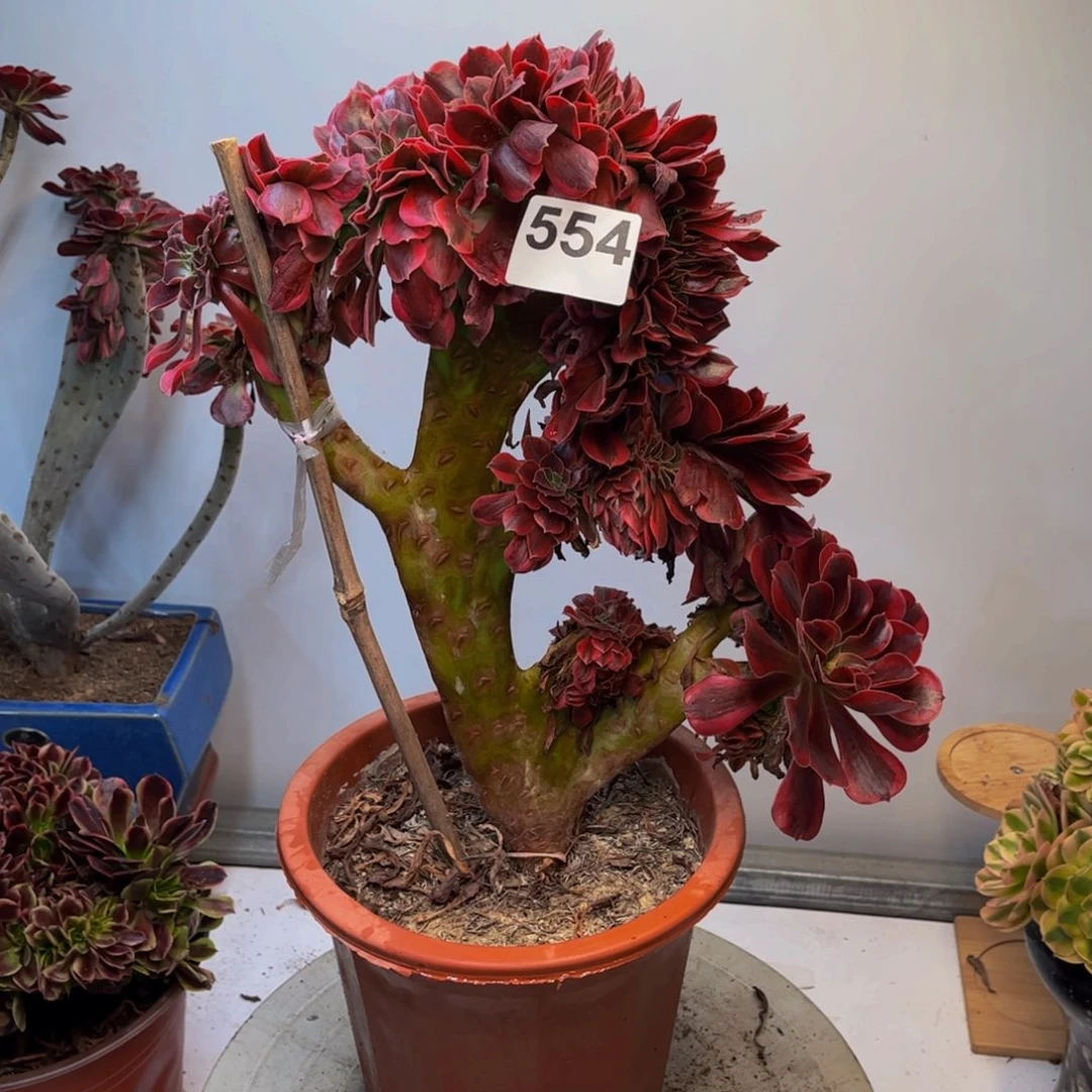 多肉植物美杜莎缀554