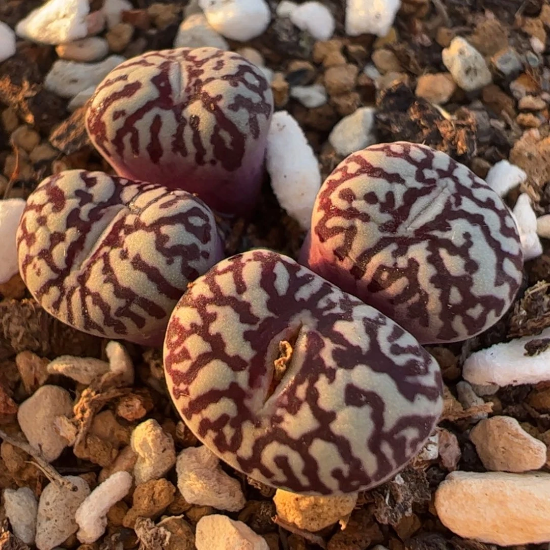 超级紫墨群多肉植物百科