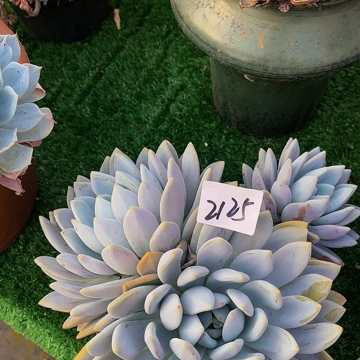 东*浩杂交群生2125