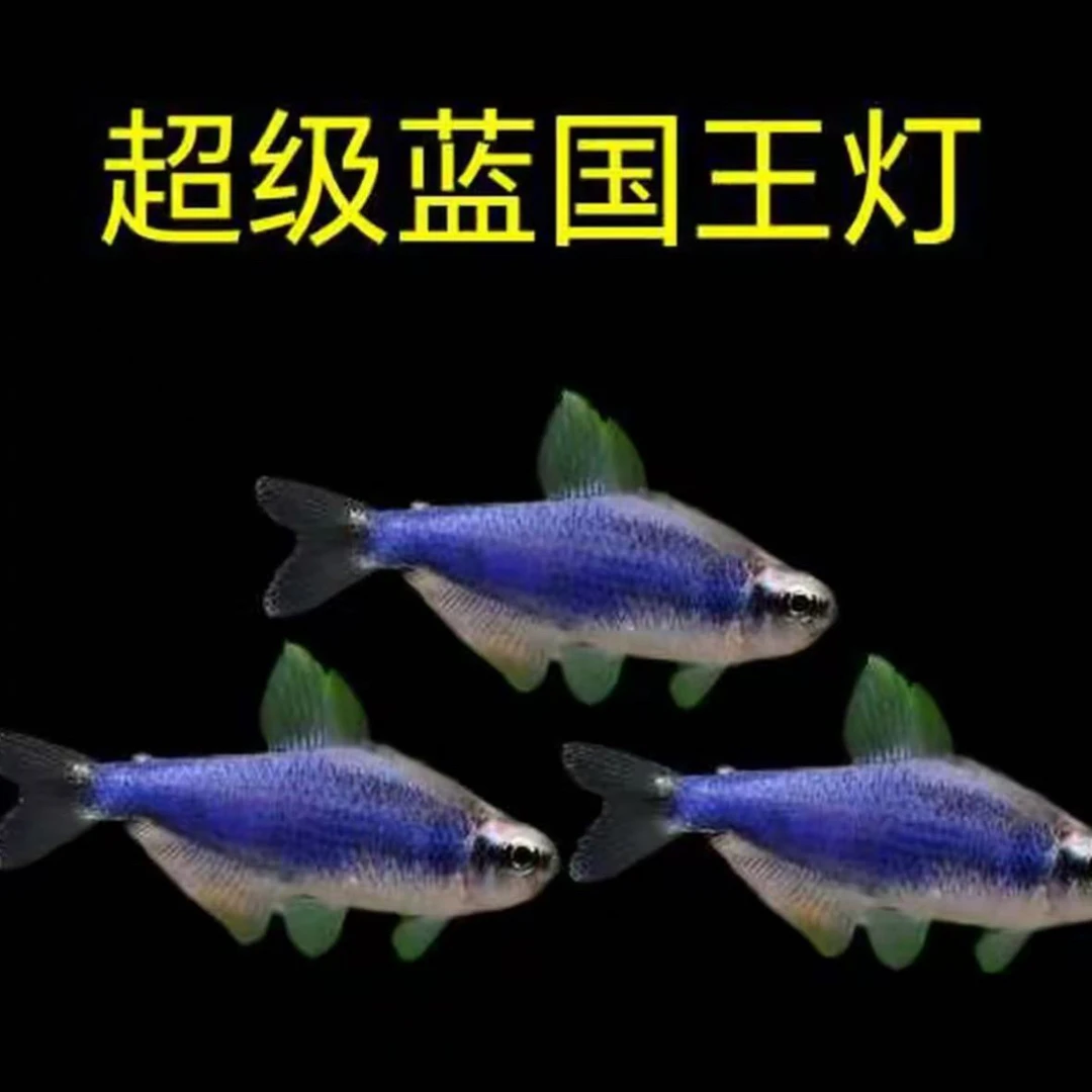新奇萌宠！蓝国王灯科鱼！蓝色系嘎嘎便宜的鱼