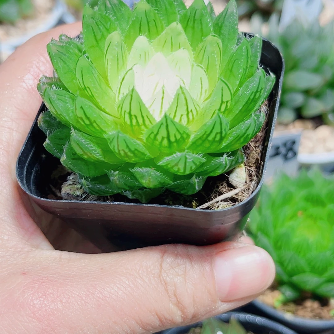 白莲花多肉植物6666