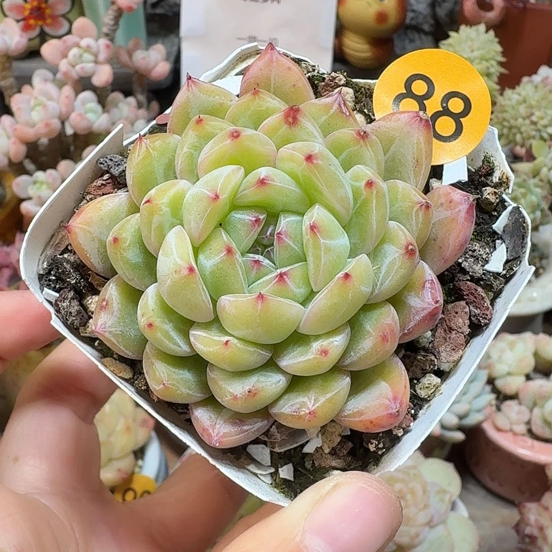 84脱土哈哈哈哈哈好可爱