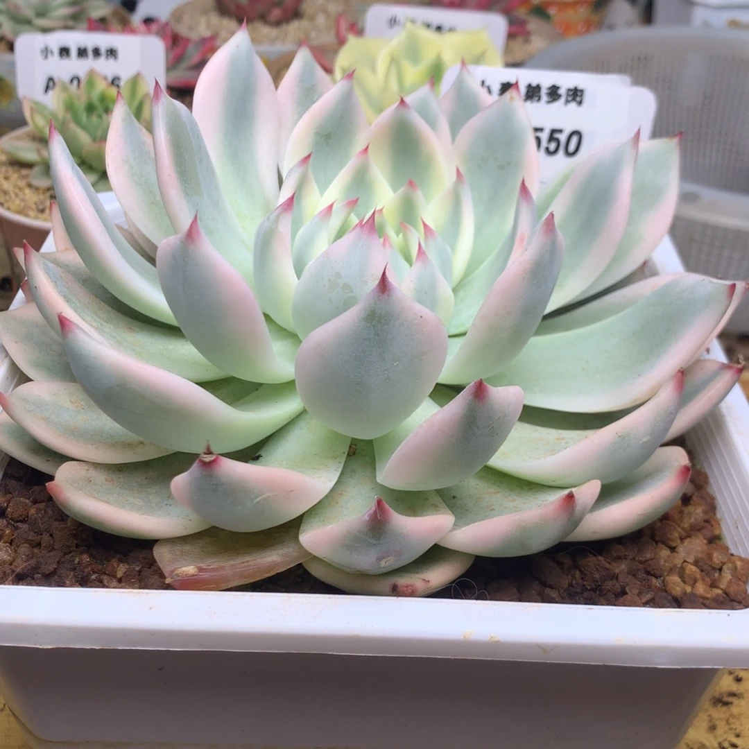 550哈哈哈17公分黄海了