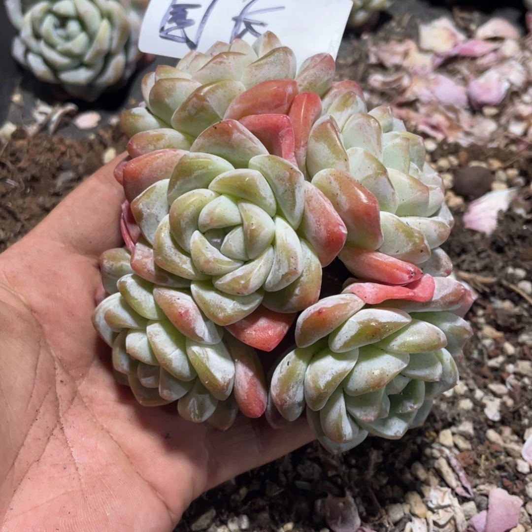 园长专拍冰玉老桩群生