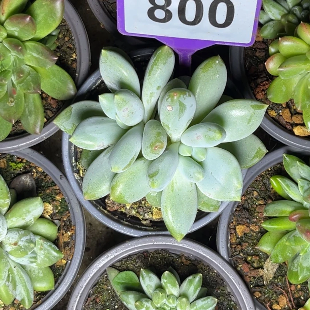 多肉植物黄体哥特800