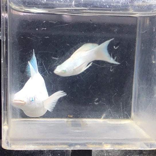 钻石眼瓷白玛丽亚成一对