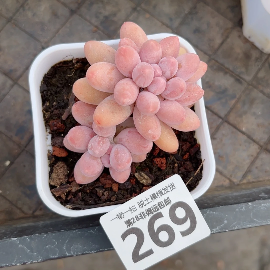 汤圆老桩无盆土发货