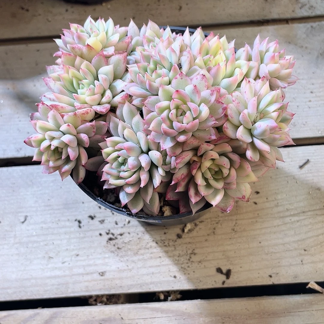 *️****0437女雏锦 六月六