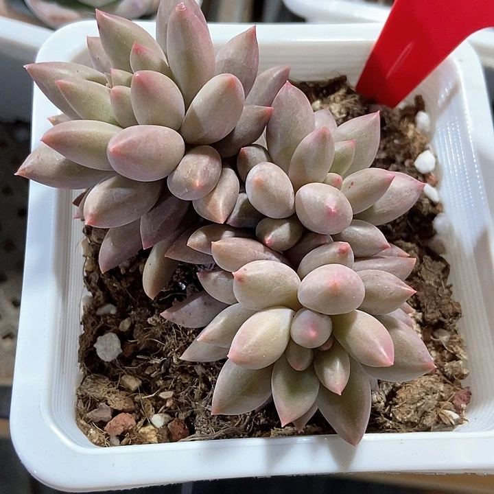 多肉植物红蜻蜓1955