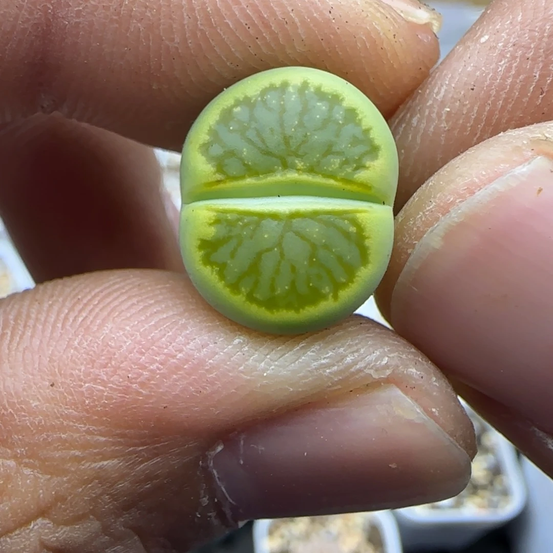534 生石花大棚直播