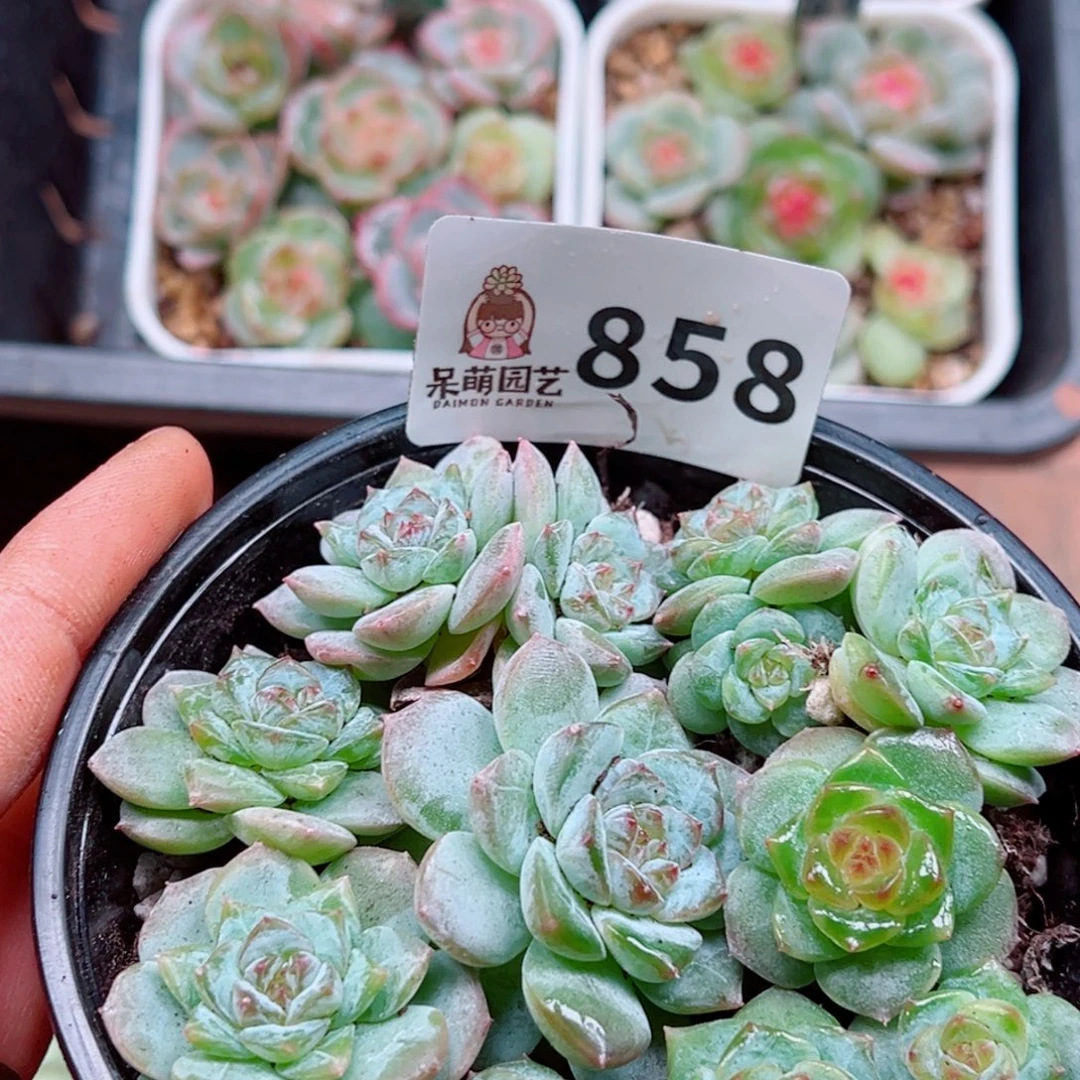 多肉植物多肉植物