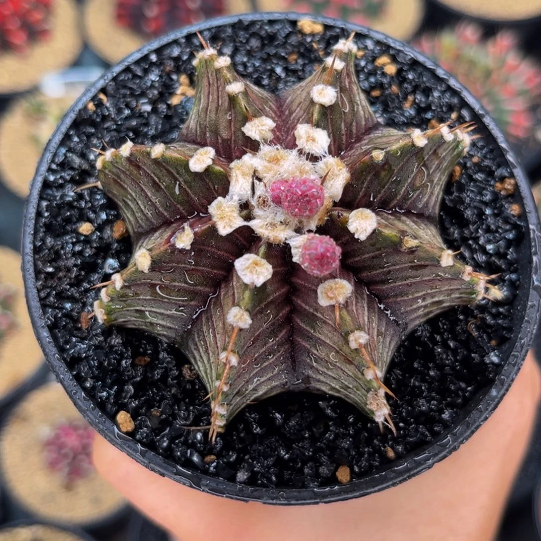 黑斑马 米哈仙人球