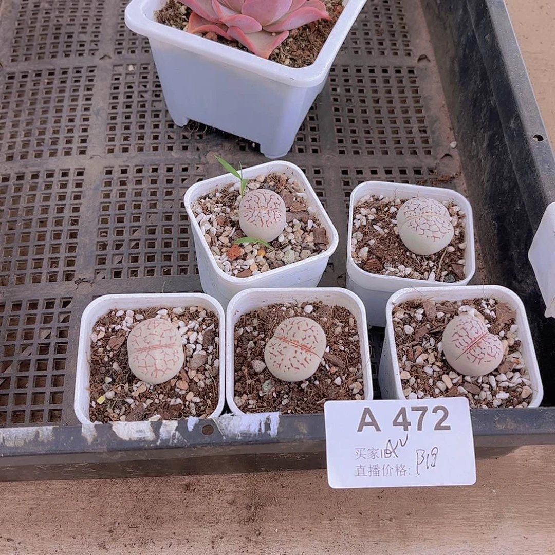 多肉472多肉植物，