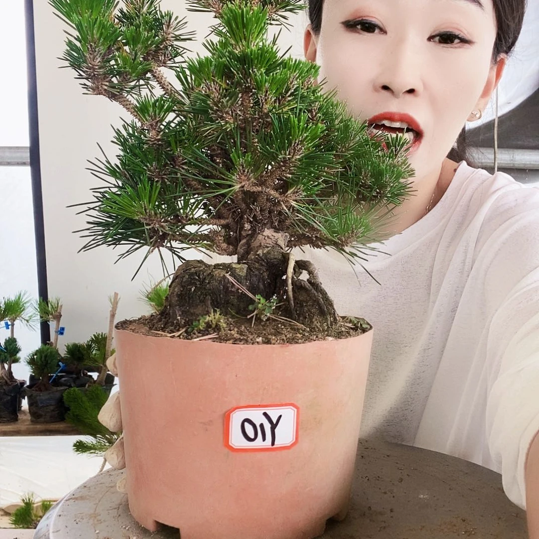 完全开放植物形态多年生草本