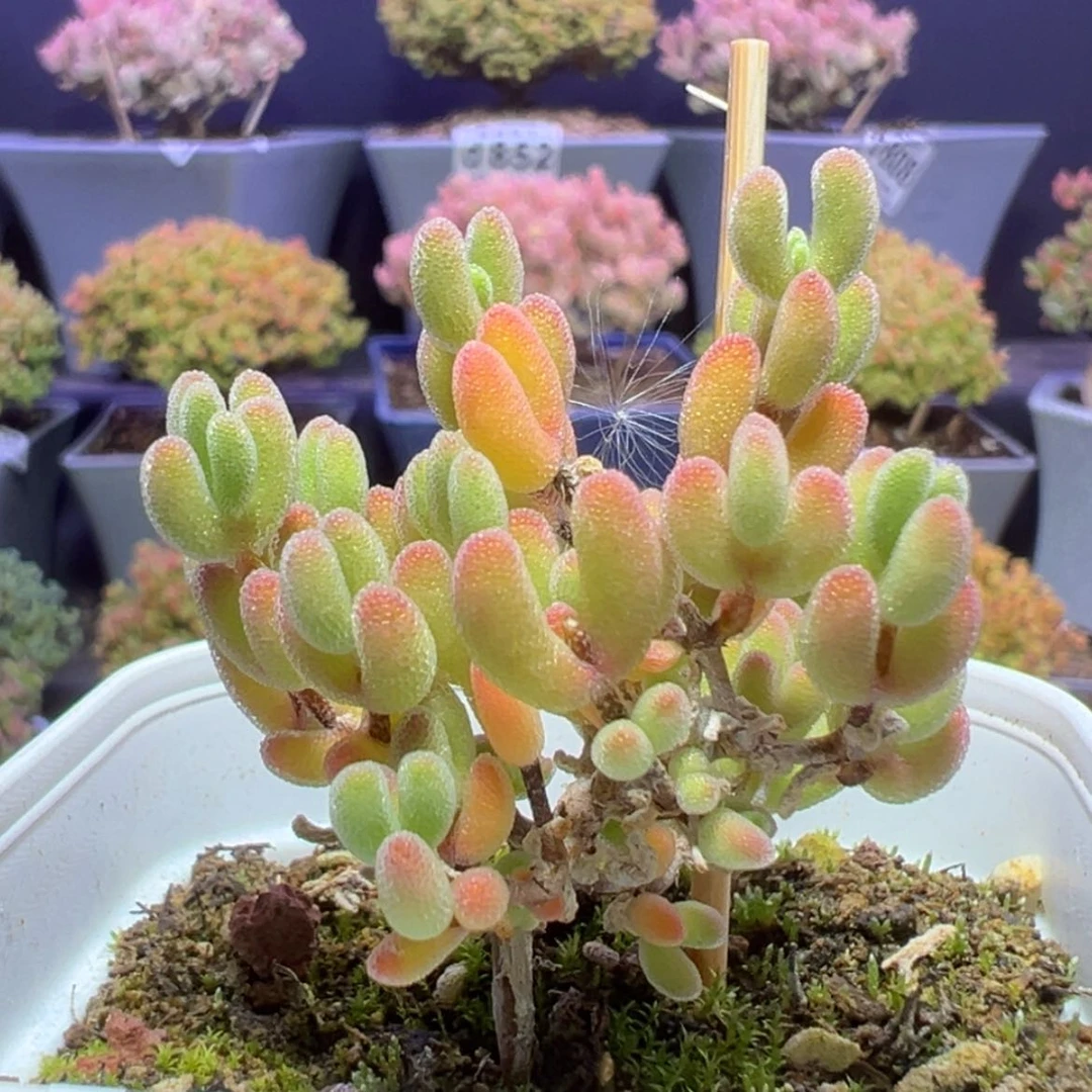 【闪购商品】d802实生闪闪枝干番杏