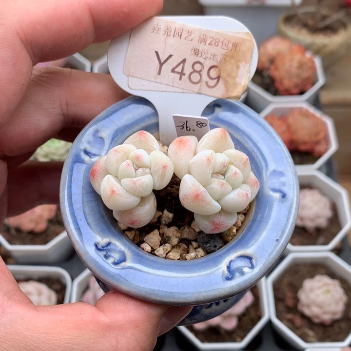 -****0489冰玉不含盆5厘米