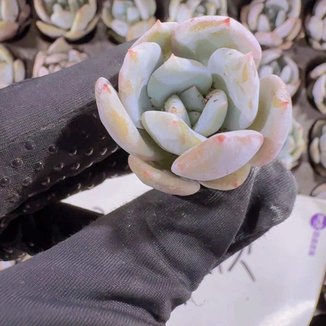 精品嫦娥两米三颗