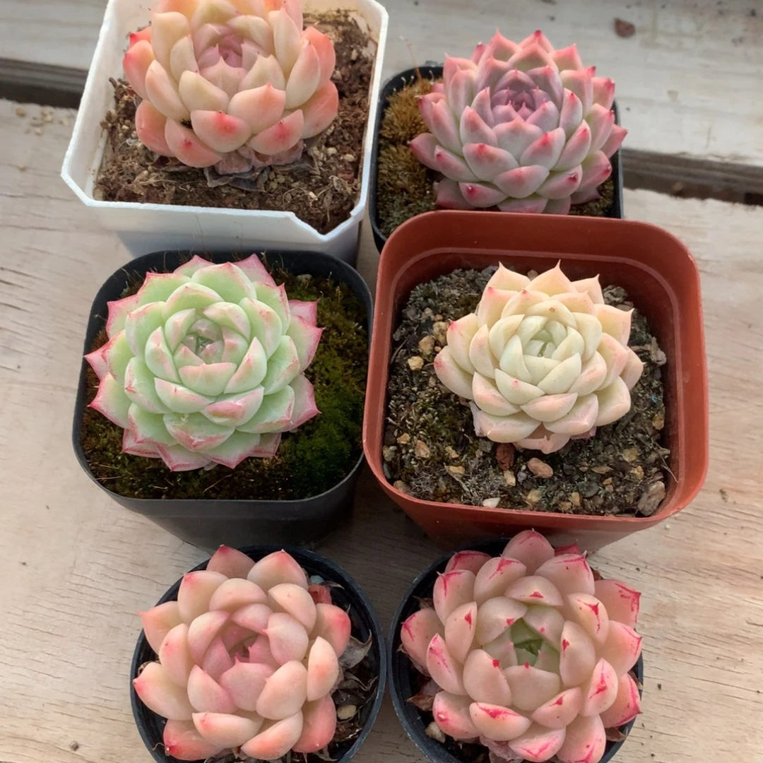 小精控多肉一物一拍