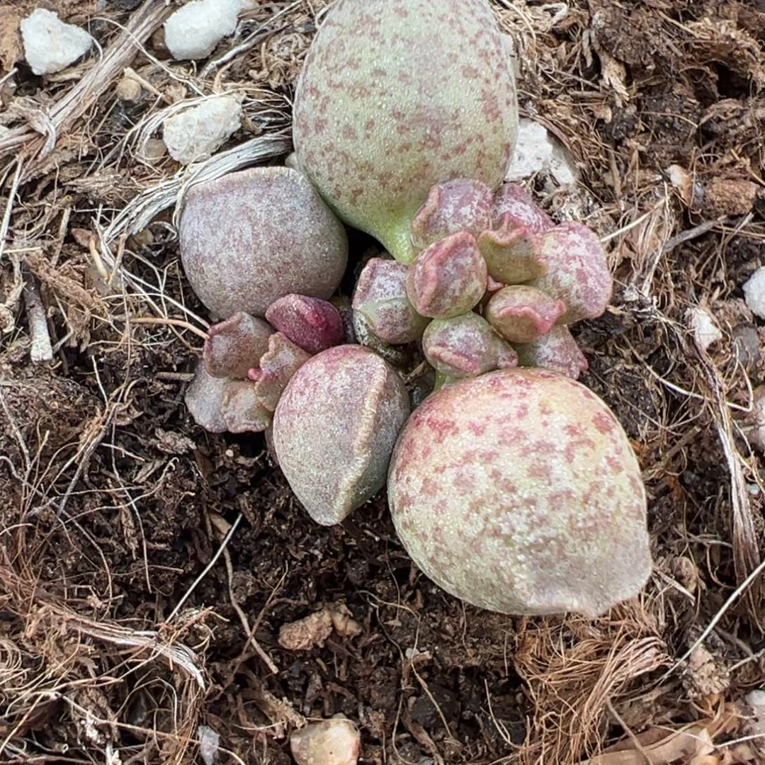 粉红豹达摩海豹多肉植物