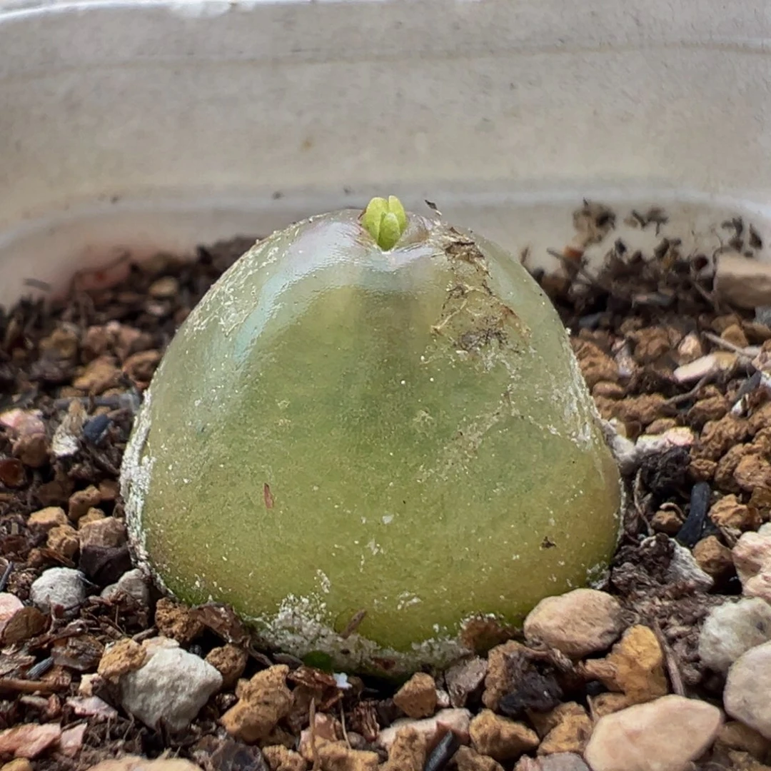 55多肉植物百科灯泡