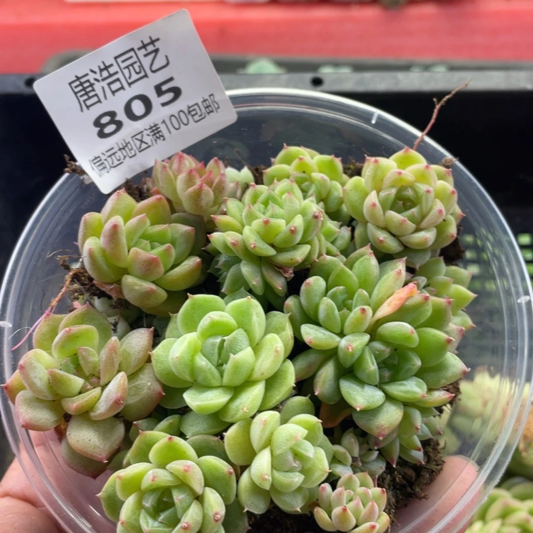 大杂烩一物一拍805…