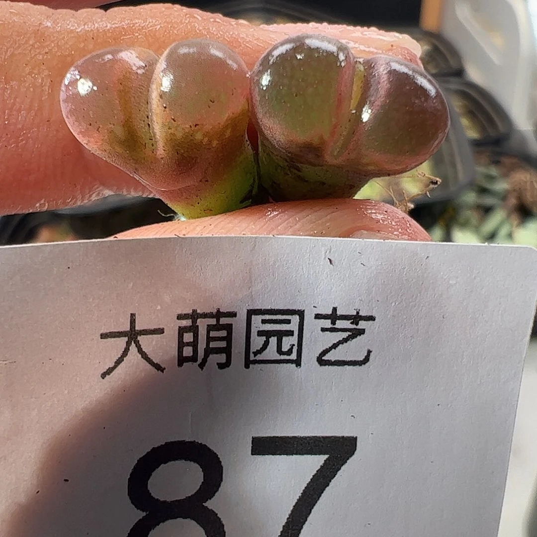 一物一拍大萌1号红风铃。  87