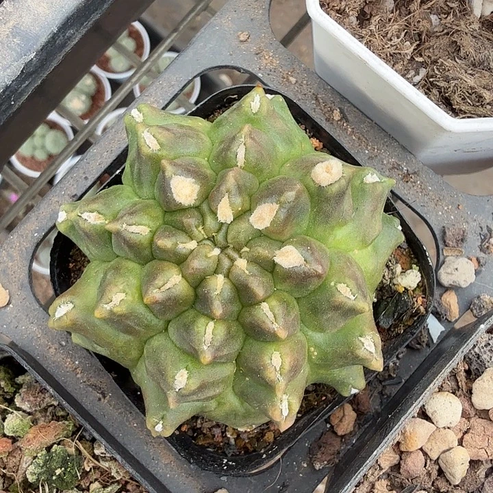 绿宝石单头5仙人球