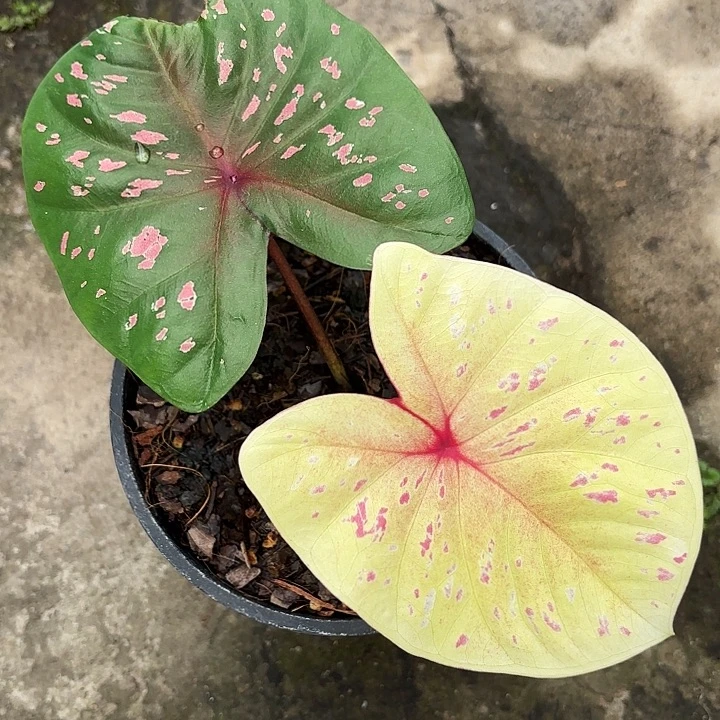 77-1108彩叶芋福利广东现货