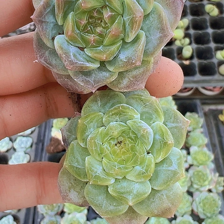穴盘老糖心4颗19包邮