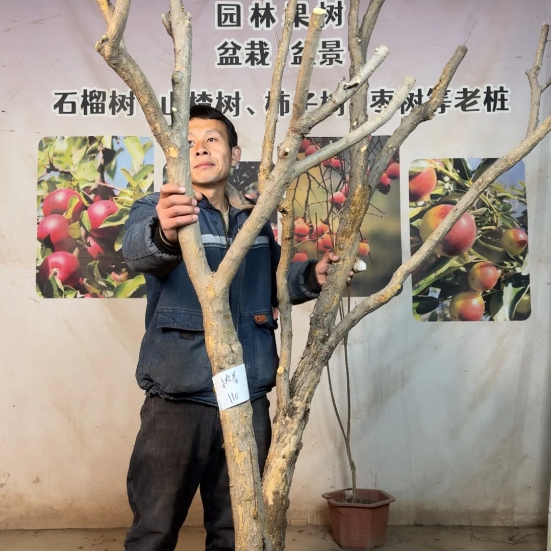 【闪购商品】图图图咯哦哦哦哦哦执*