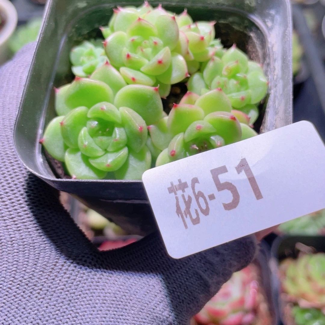 花利美 6-51海王群