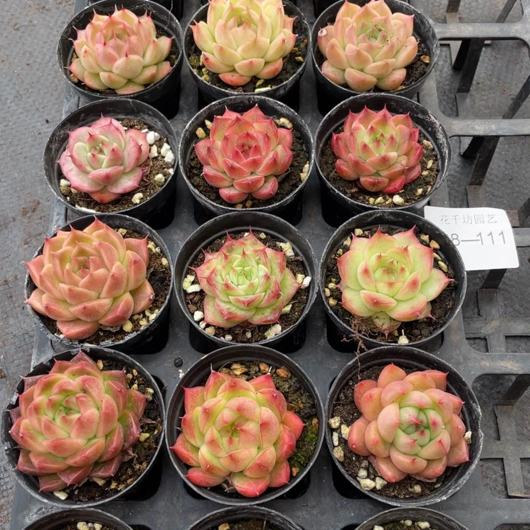 一物一拍18颗28-111