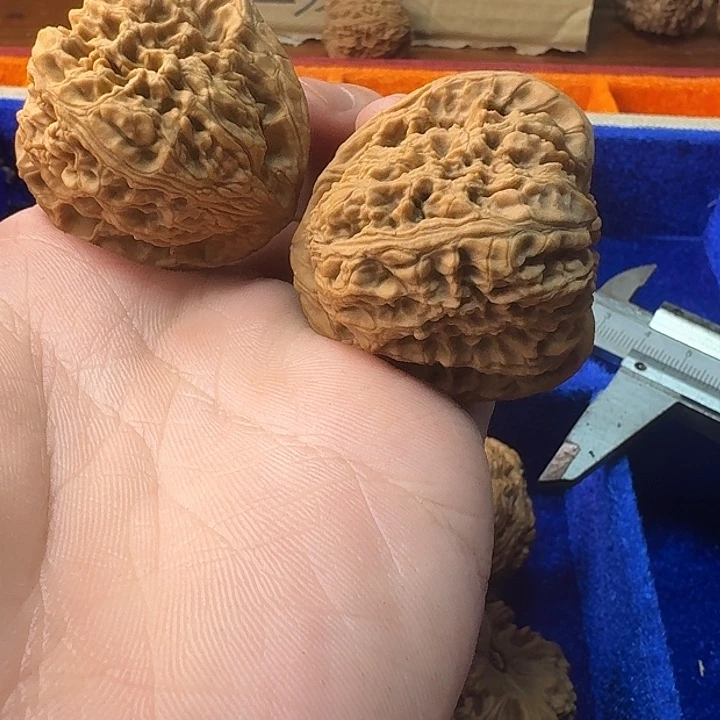 大叶紫檀（黑酸枝木类）