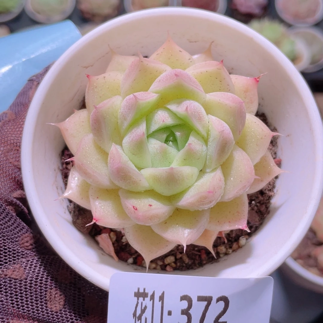花利美11-372麦秆