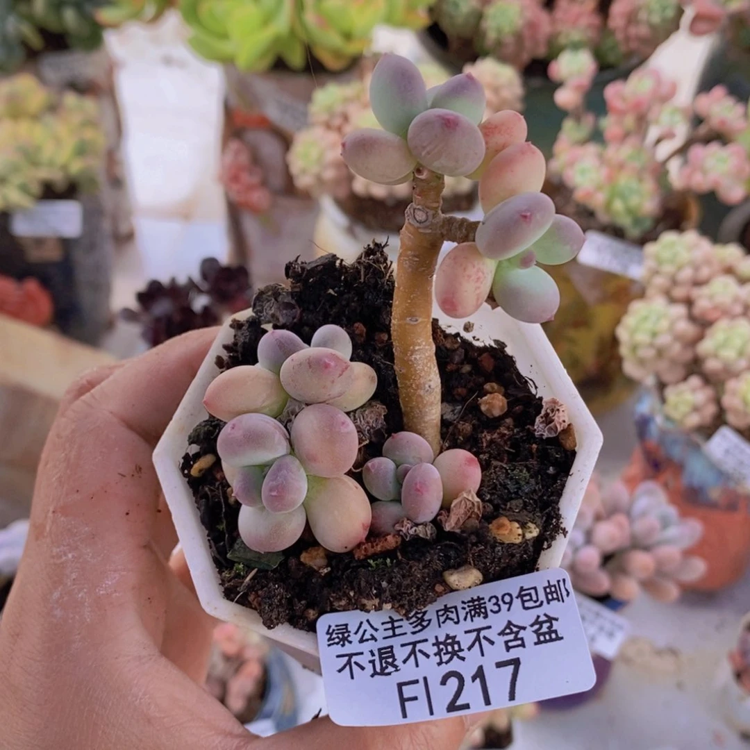 苹果奶四代217多肉植物散拼