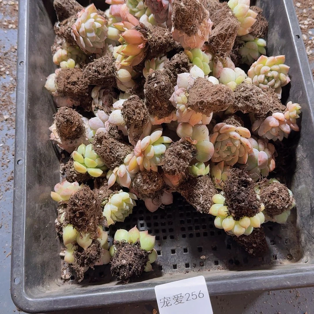 迷***。直播福利一物一拍256