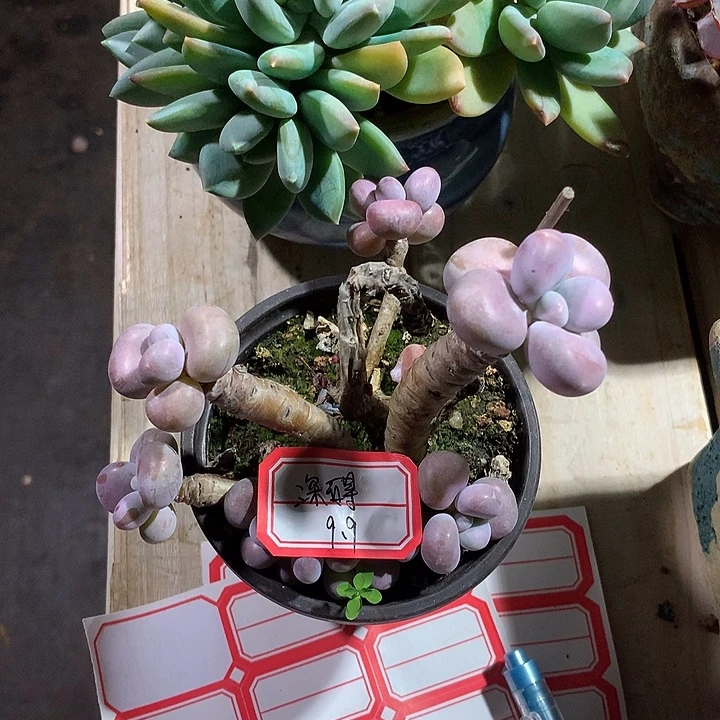 深***碍阿纪是我了大利润