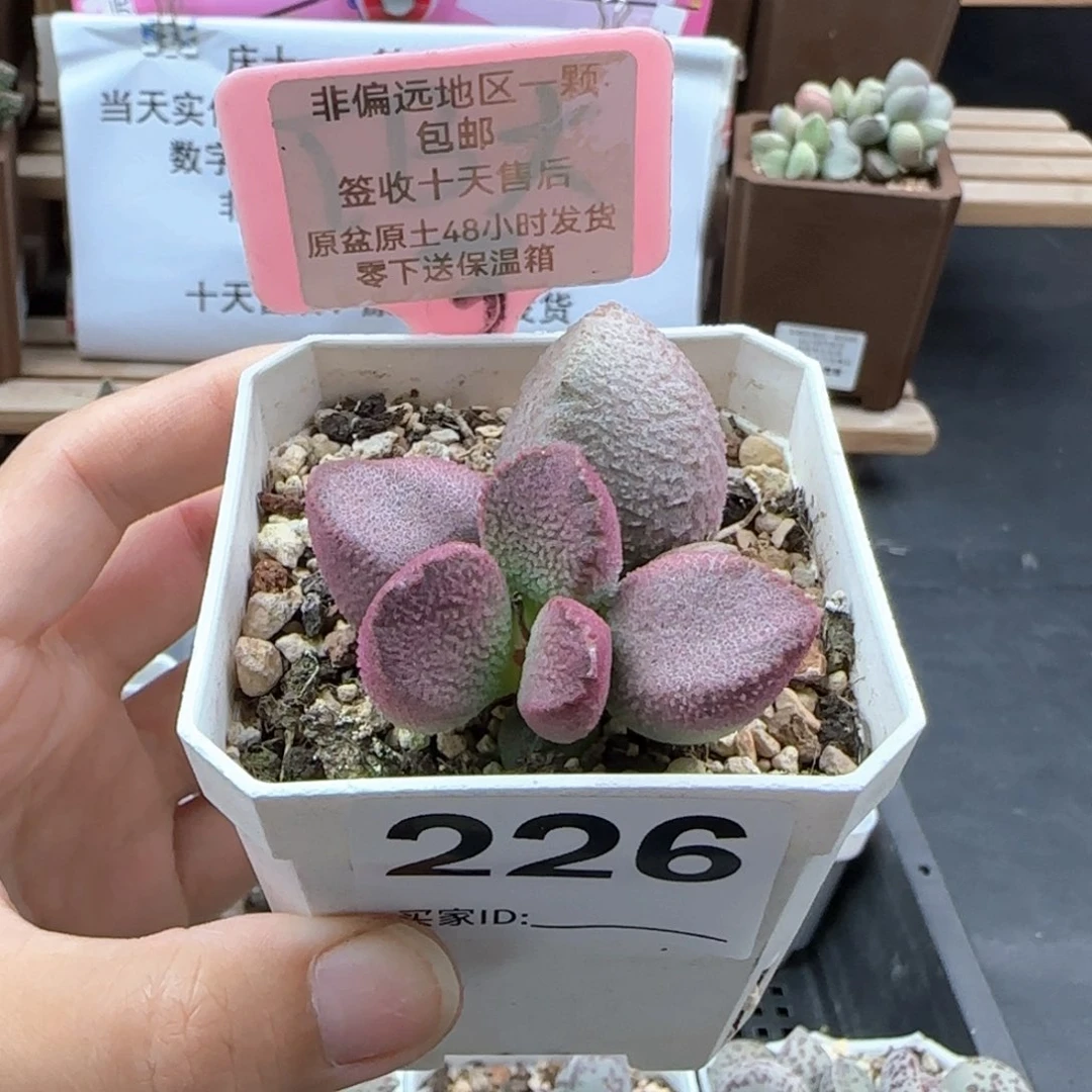 226赛猪肝多肉植物