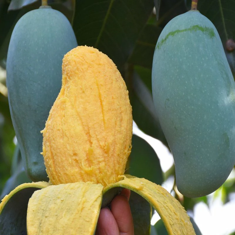 正宗广西大青芒当季新鲜热带水果甜