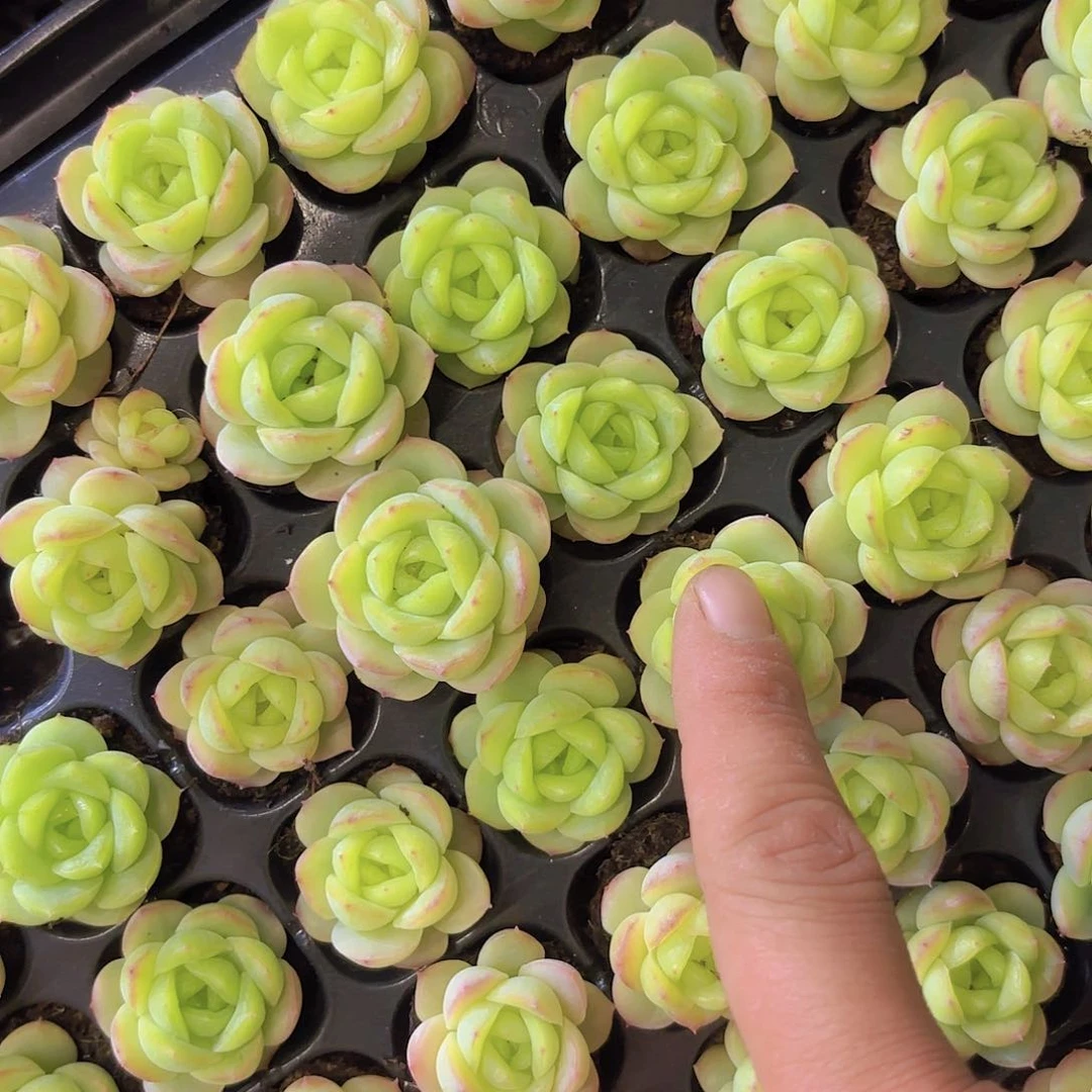 宝宝绿一颗量拍111