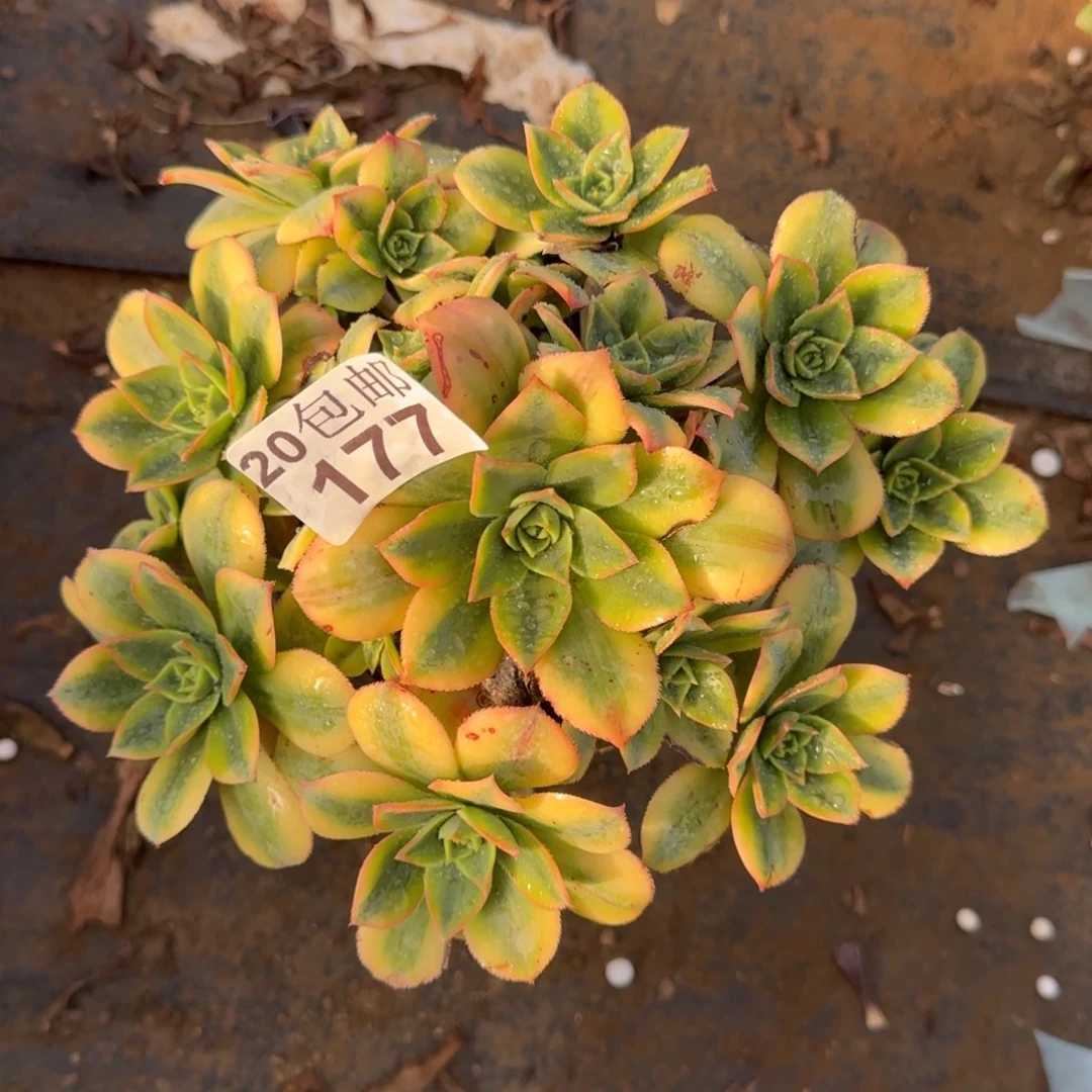 星爆177满20包邮断枝不包