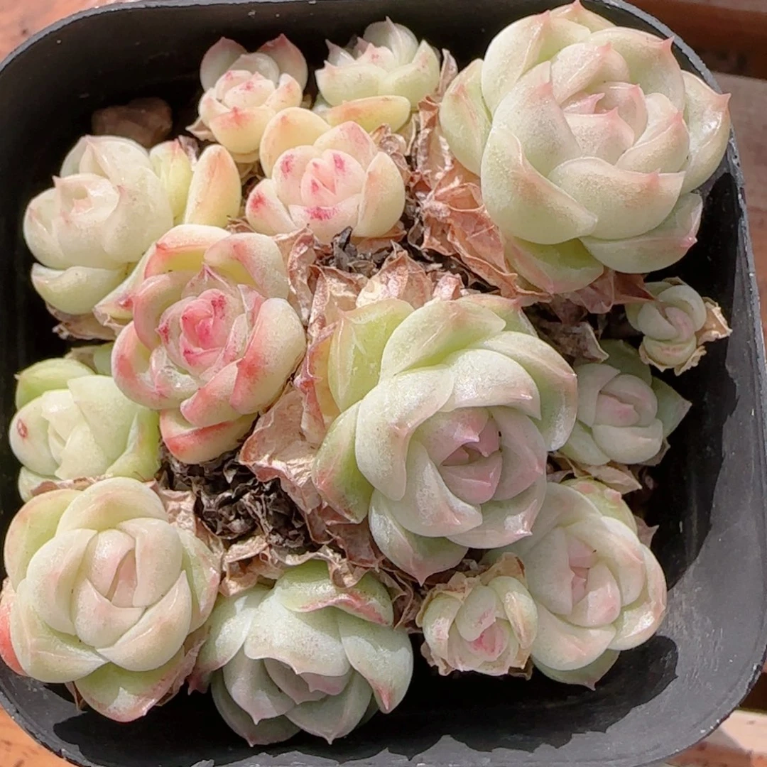 王***猪花语多肉1210-151散