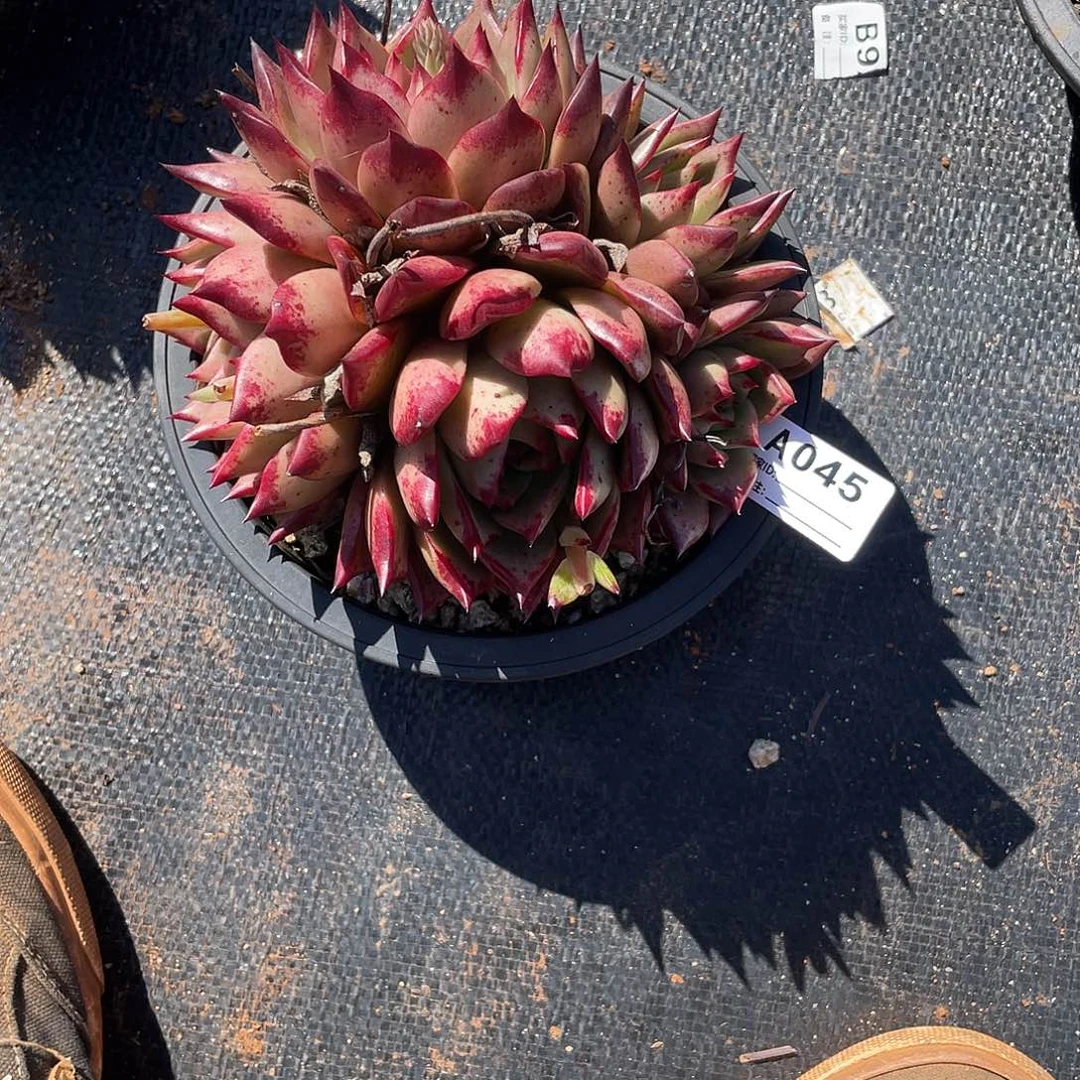 若如东云单拍A045