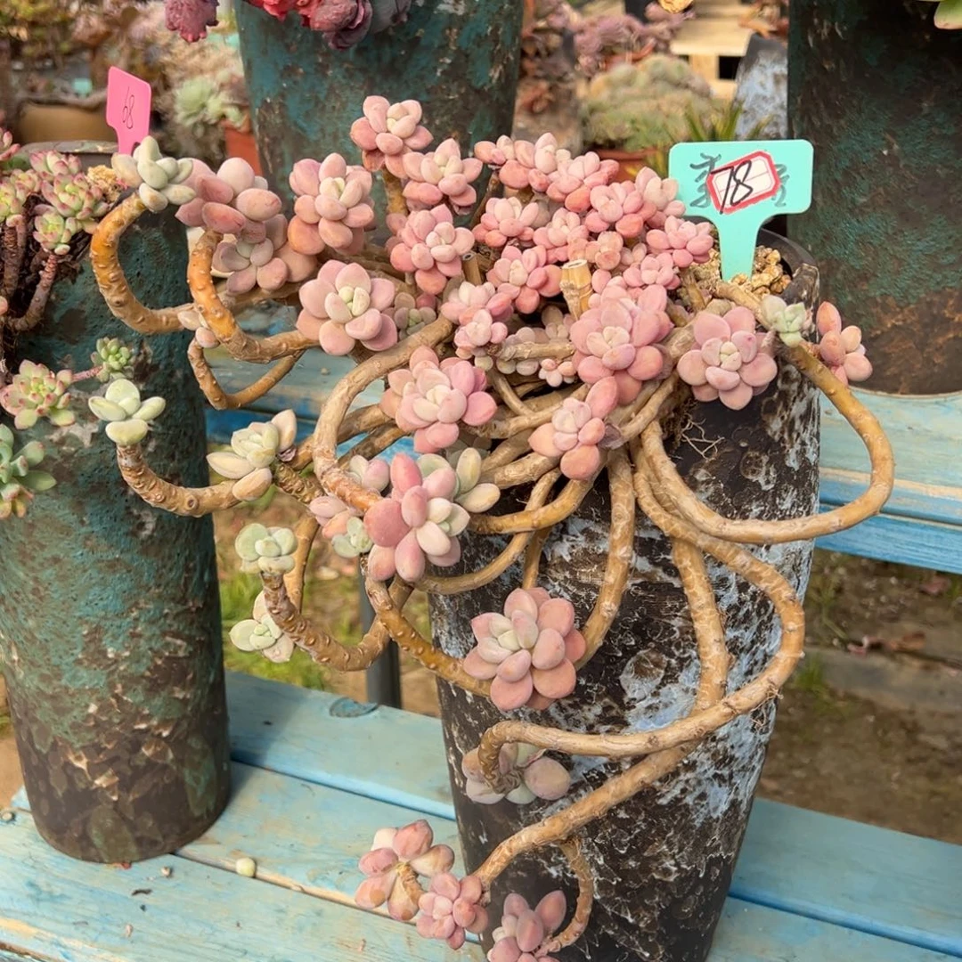 露养老桩脱土裸根洛神